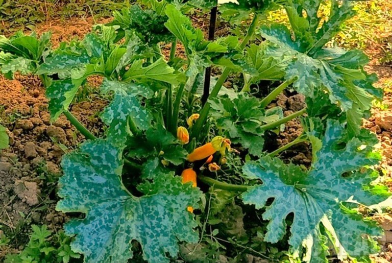 Productions horticoles