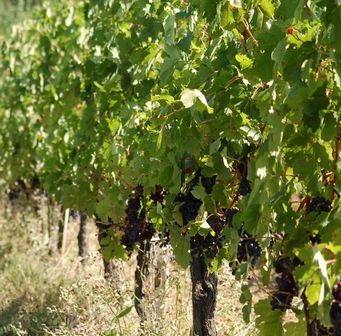 Conduite et Gestion de l'entreprise vitinicole