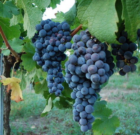 Conduite et Gestion de l'entreprise vitinicole