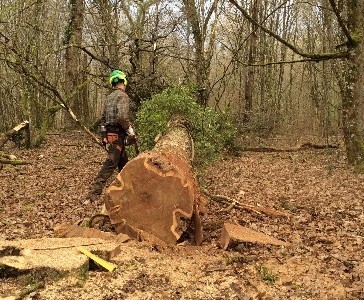 Bac Pro forêt