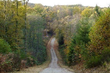 Chemin forestier