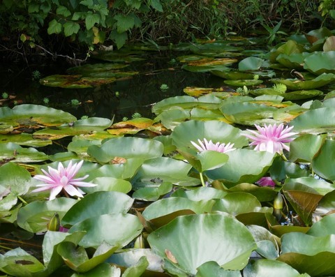 Nature-Jardin-Paysage