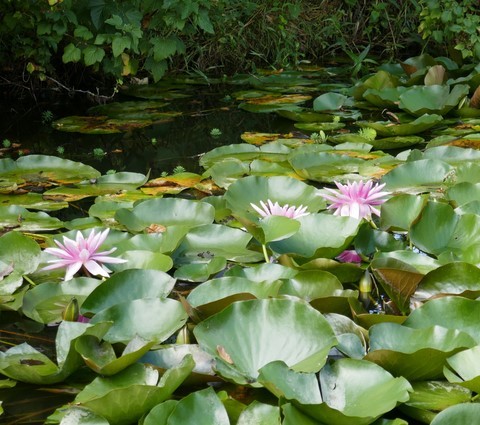 Nature-jardin-paysage